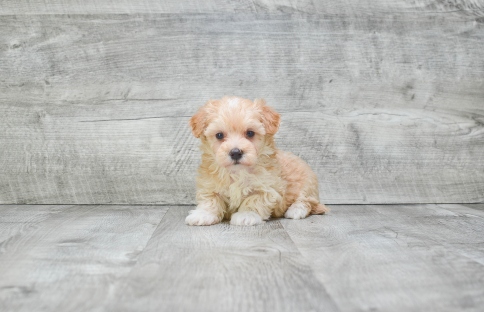 Best Maltipoo Baby