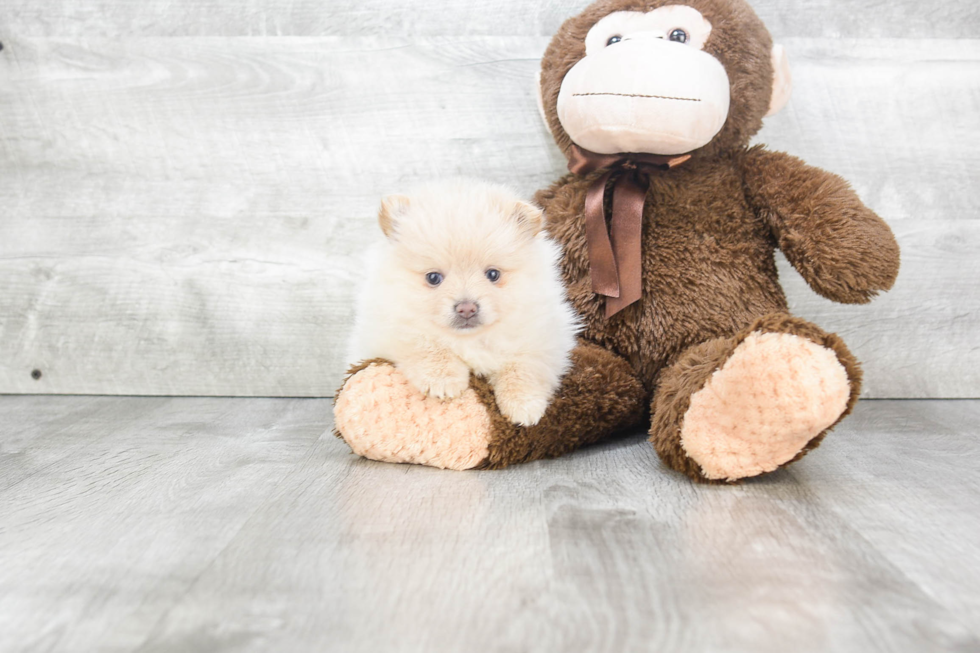 Little Pomeranian Purebred Pup