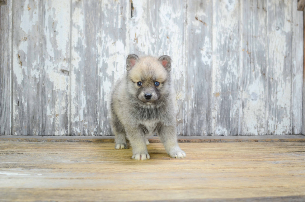 Pomsky Pup Being Cute