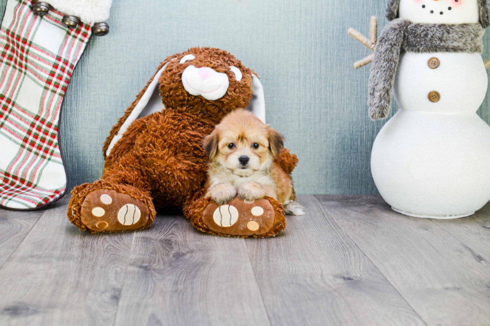 Morkie Pup Being Cute