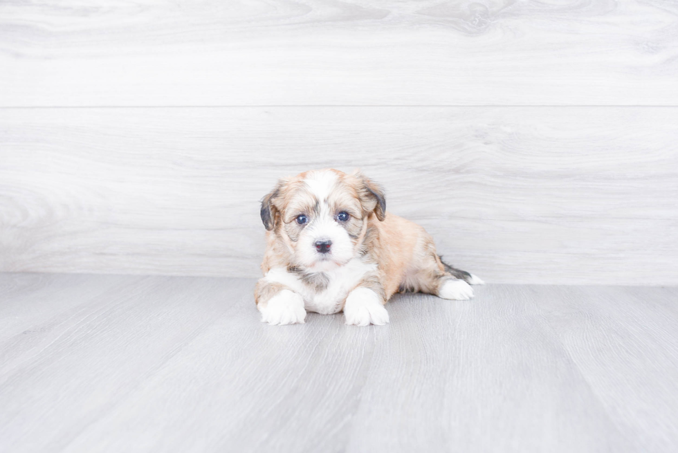 Havanese Pup Being Cute