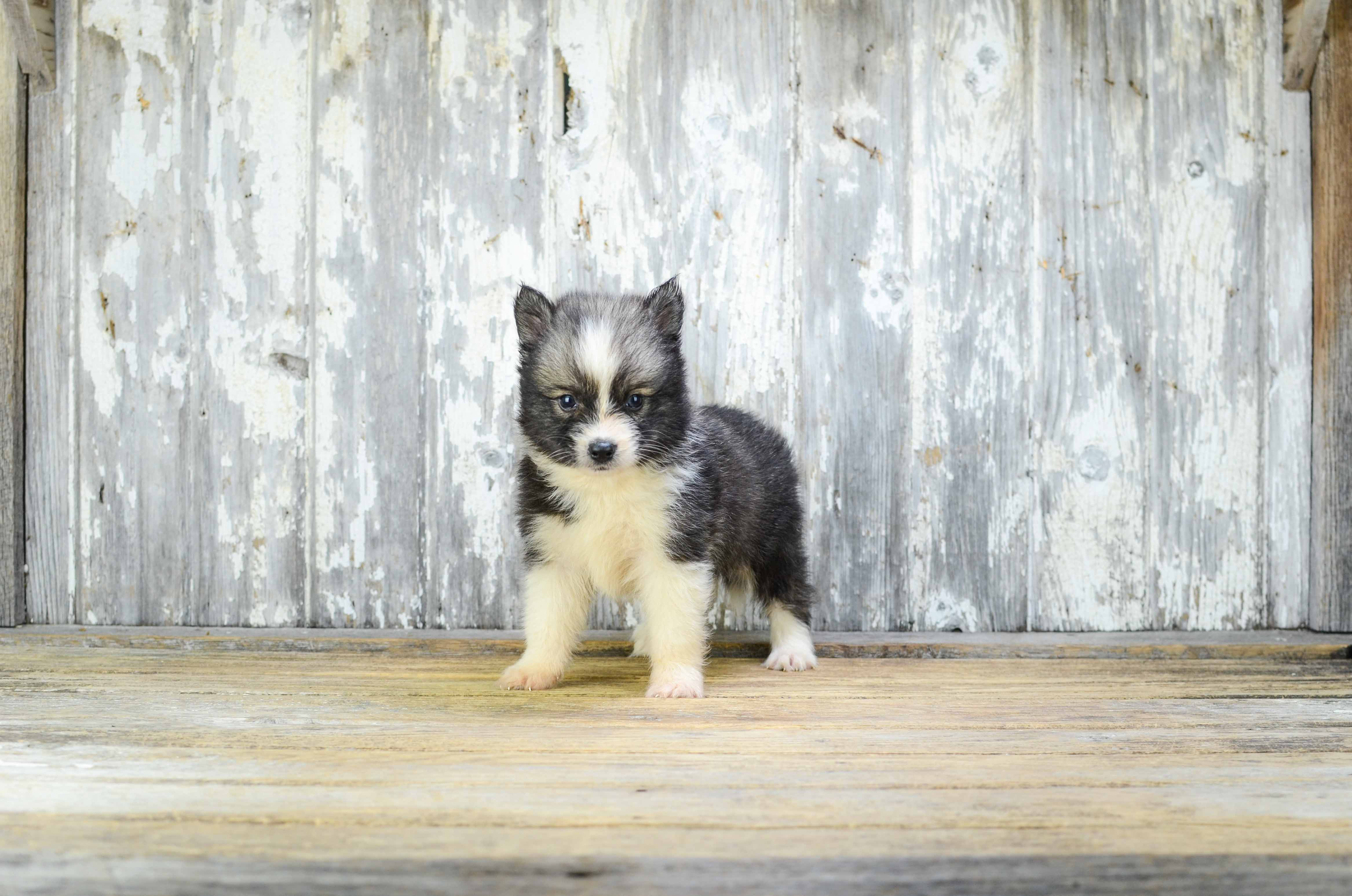 Funny Pomsky Designer Pup