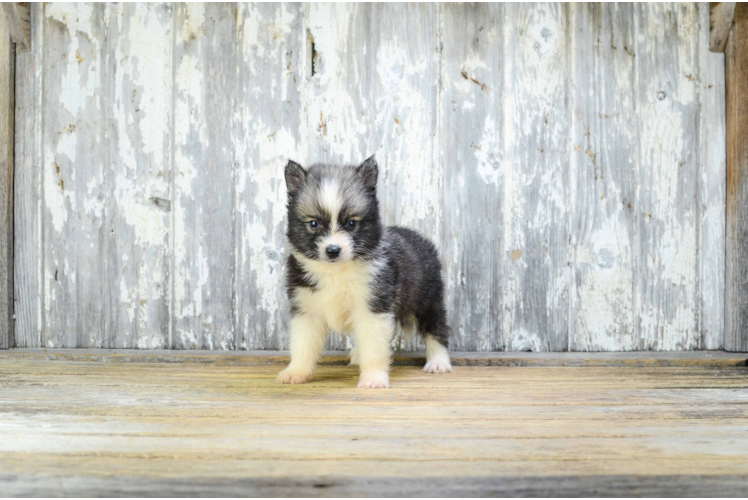 Funny Pomsky Designer Pup