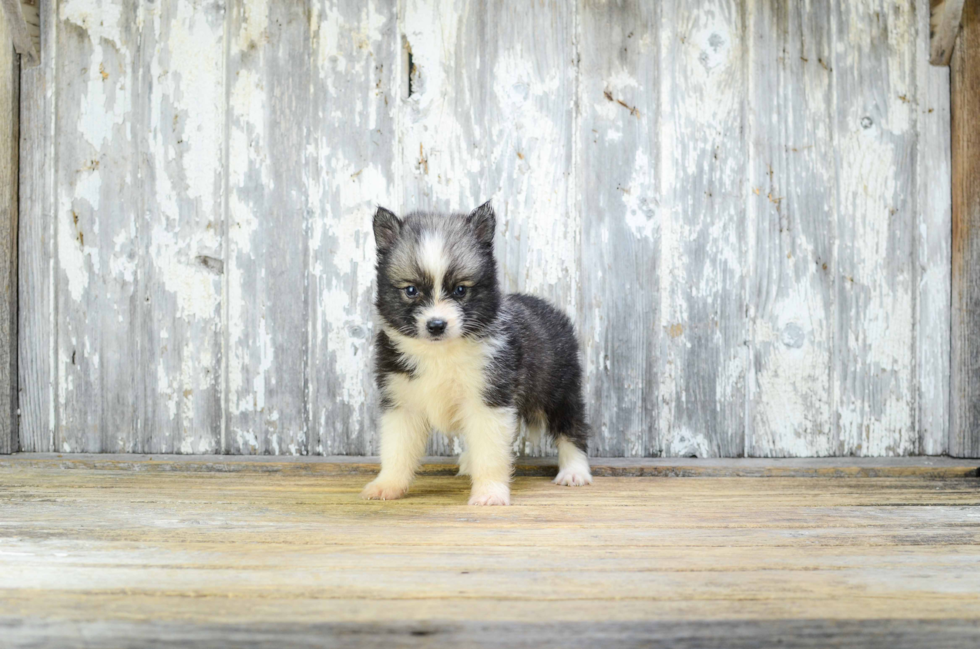 Funny Pomsky Designer Pup