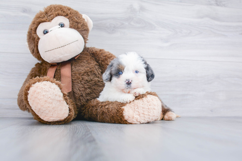 Mini Bernedoodle Puppy for Adoption