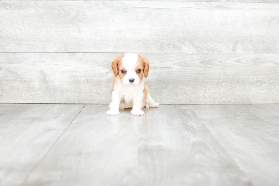 Happy Cavalier King Charles Spaniel Purebred Puppy