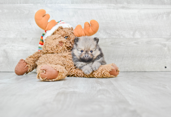 Friendly Pomeranian Baby