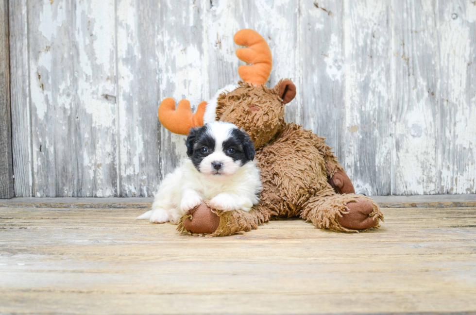 Popular Teddy Bear Designer Pup