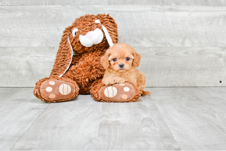 Friendly Cavapoo Baby