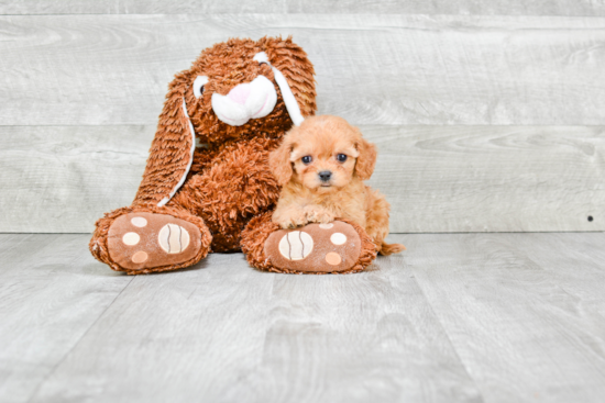 Friendly Cavapoo Baby