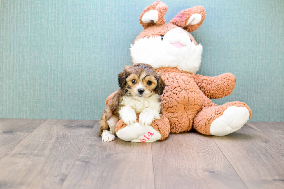 Little Cavalier Designer Puppy