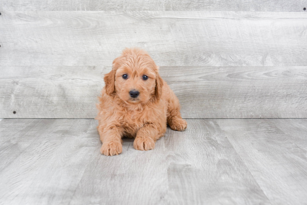 Small Mini Goldendoodle Baby