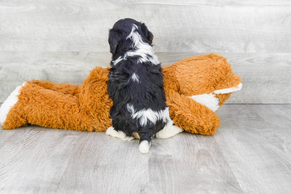 Cavachon Pup Being Cute