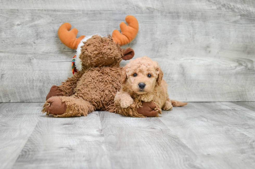 Mini Goldendoodle Puppy for Adoption