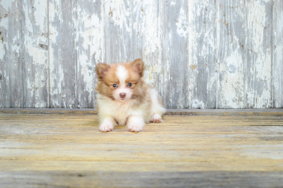 Petite Pomeranian Purebred Puppy