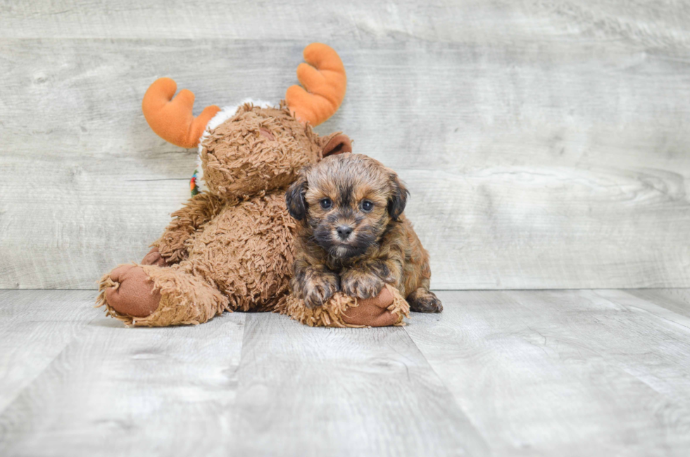 Popular Teddy Bear Designer Pup