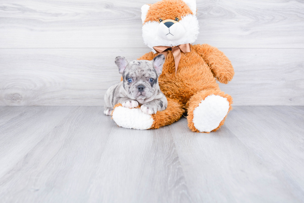 French Bulldog Puppy for Adoption