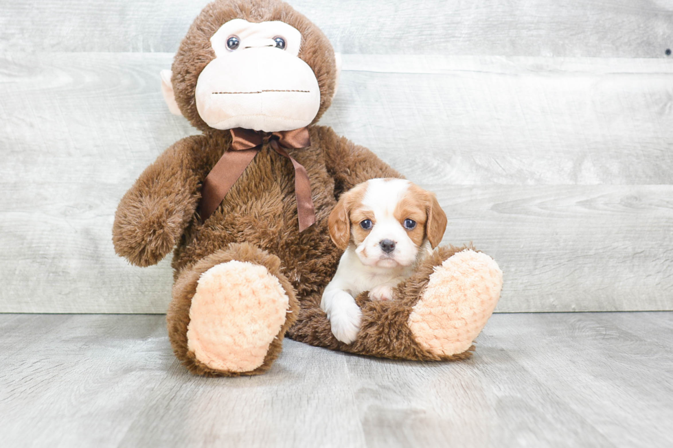 Playful Cavalier King Charles Spaniel Baby