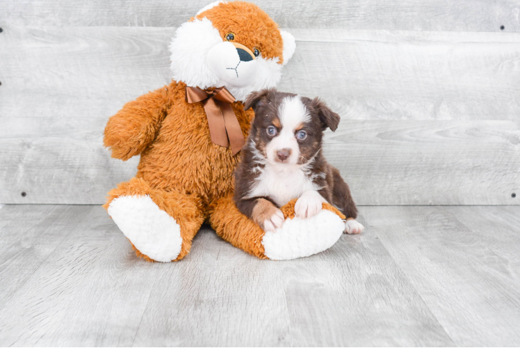 Mini Aussiedoodle Pup Being Cute