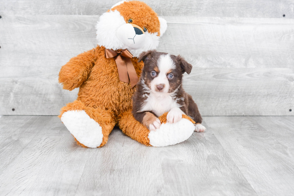 Mini Aussiedoodle Pup Being Cute