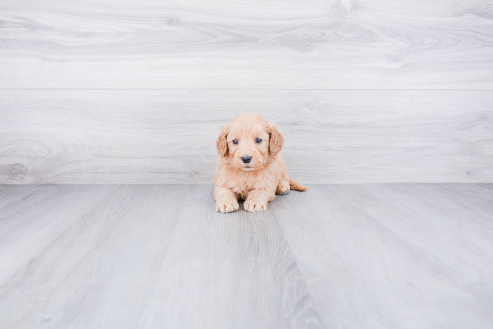 Cute Mini Goldendoodle Baby