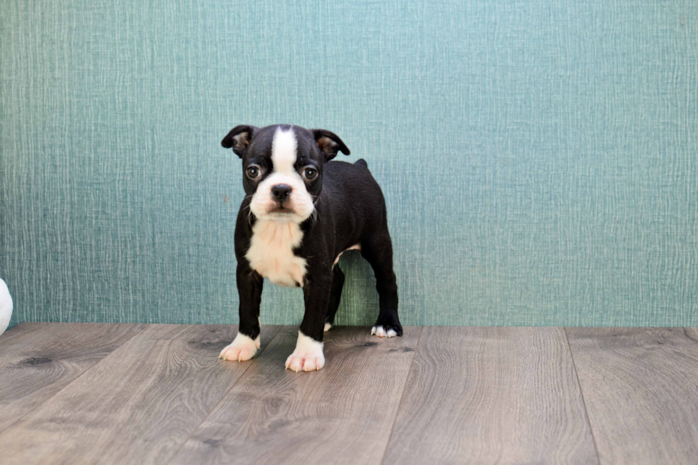 Best Boston Terrier Baby