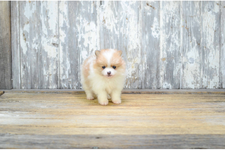 Small Pomeranian Baby