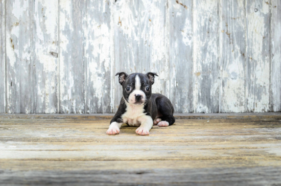 Best Boston Terrier Baby