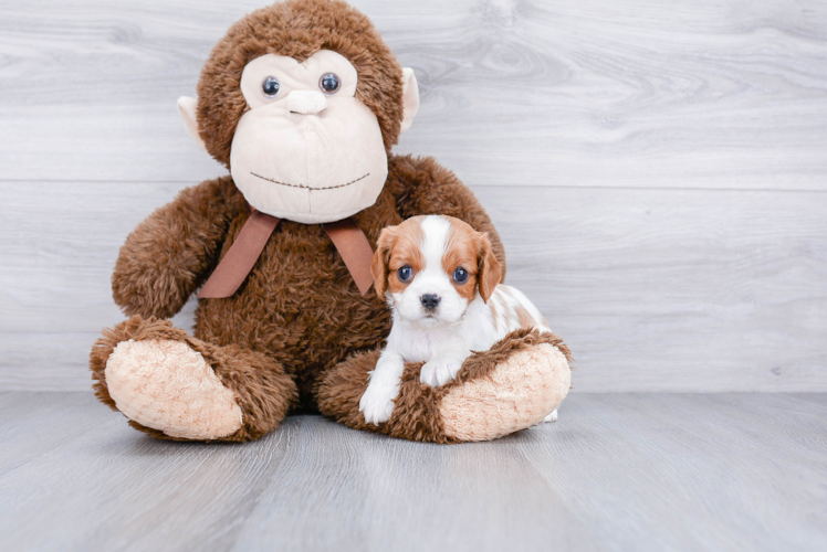 Cavalier King Charles Spaniel Puppy for Adoption