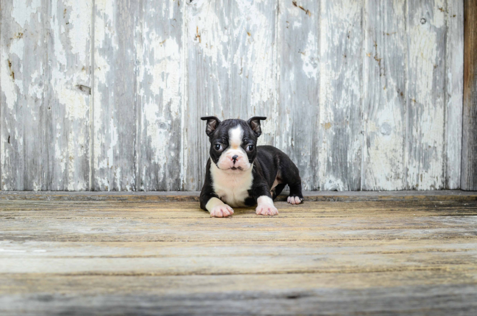 Boston Terrier Puppy for Adoption