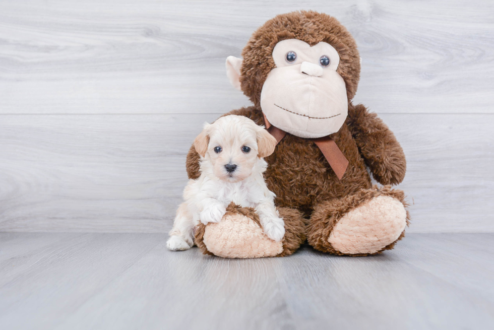 Maltipoo Pup Being Cute