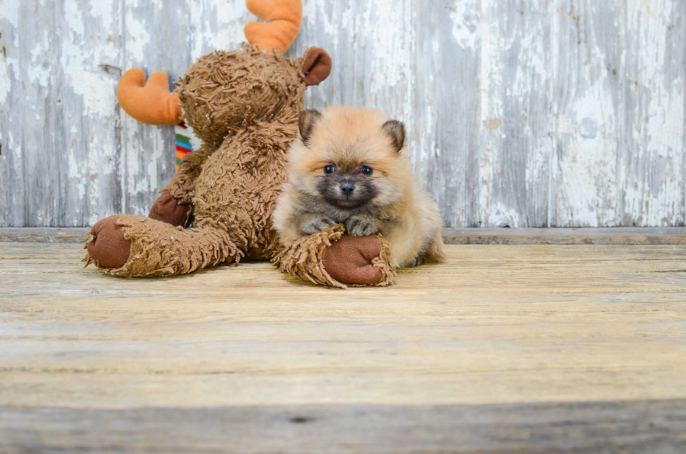 Pomeranian Puppy for Adoption