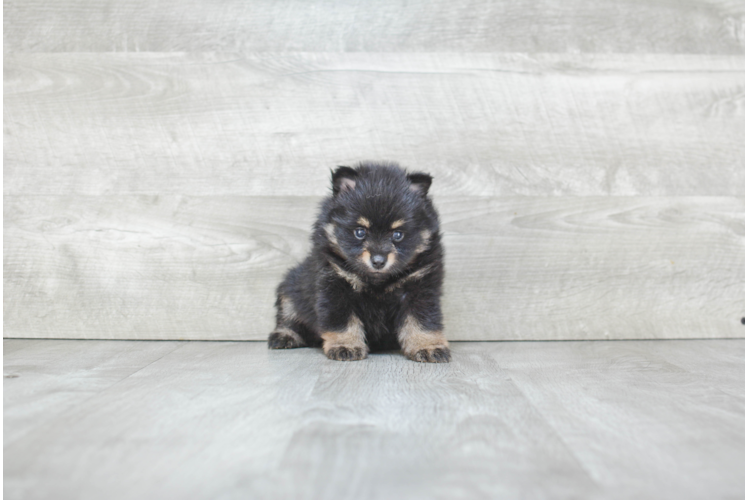 Pomeranian Pup Being Cute