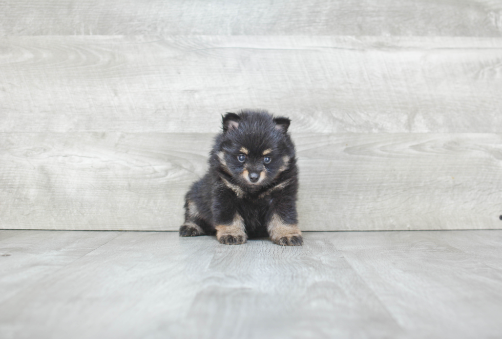 Pomeranian Pup Being Cute