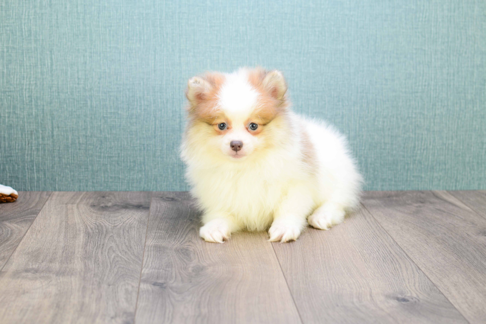 Petite Pomeranian Purebred Puppy