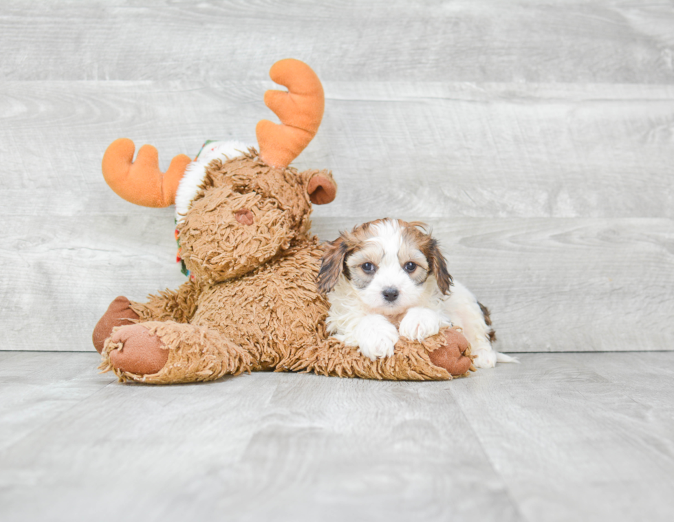 Cute Cavachon Baby