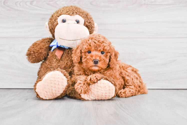 Mini Goldendoodle Pup Being Cute