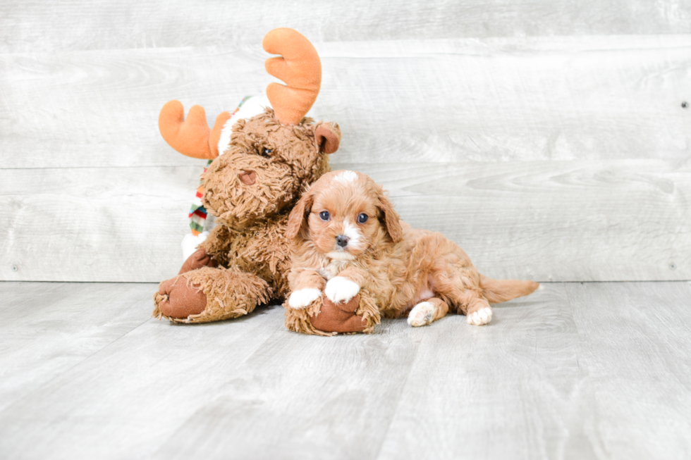 Hypoallergenic Cavoodle Poodle Mix Puppy