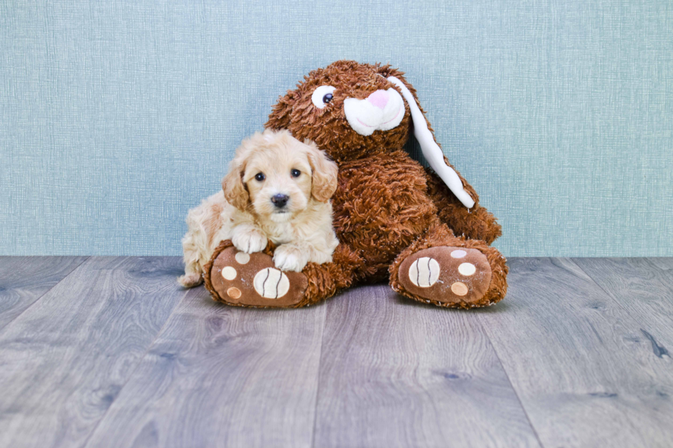 Sweet Mini Goldendoodle Baby