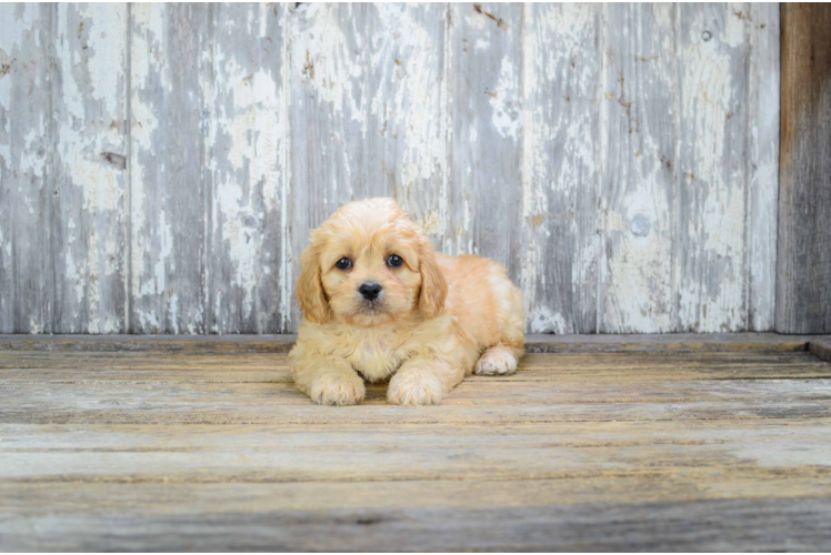 Friendly Cavachon Baby