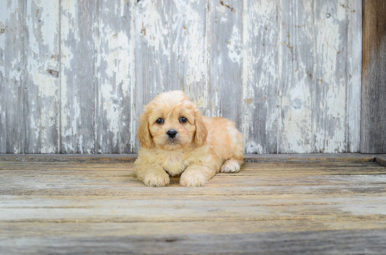 Friendly Cavachon Baby