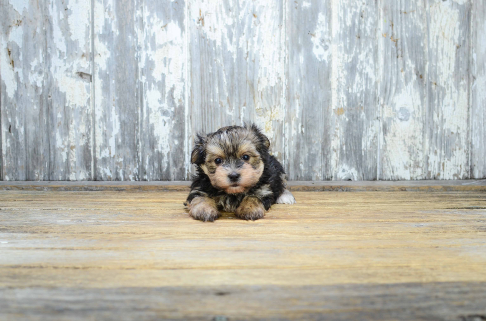 Smart Morkie Designer Pup