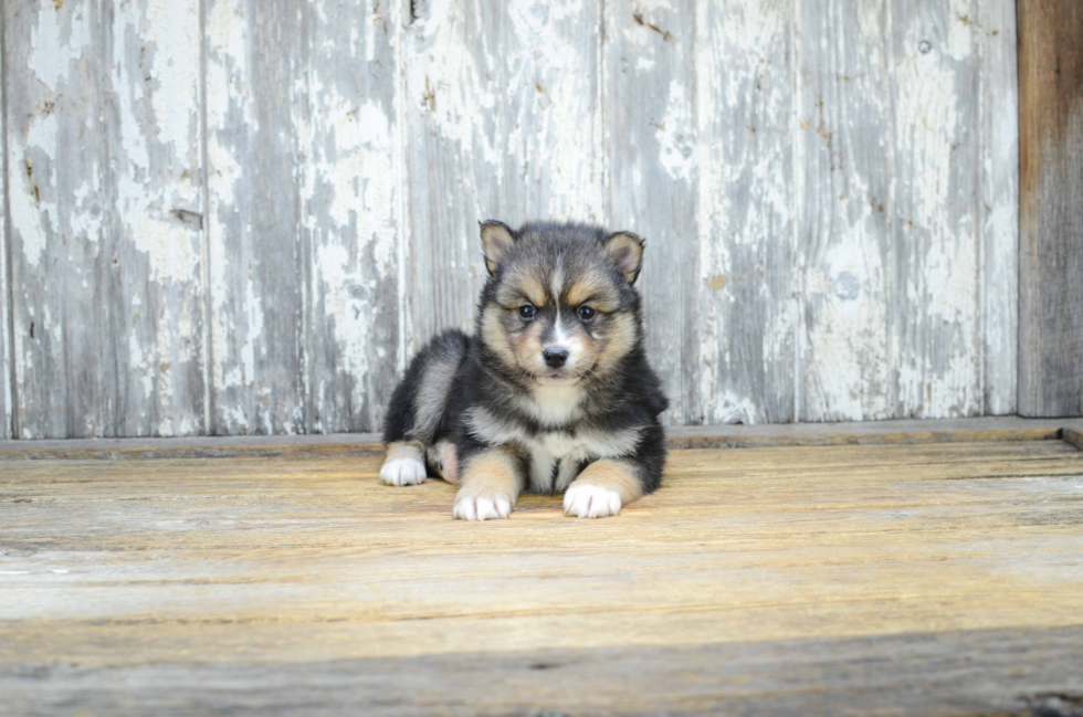 Pomsky Puppy for Adoption