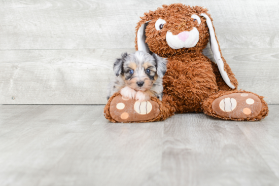 Petite Mini Aussiedoodle Poodle Mix Pup