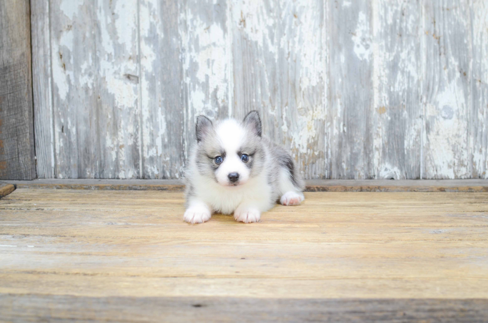 Smart Pomsky Designer Pup