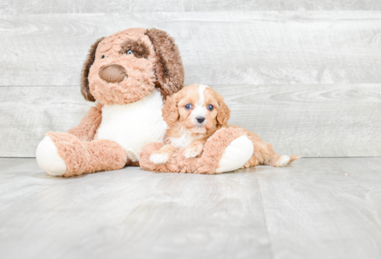 Best Cavapoo Baby