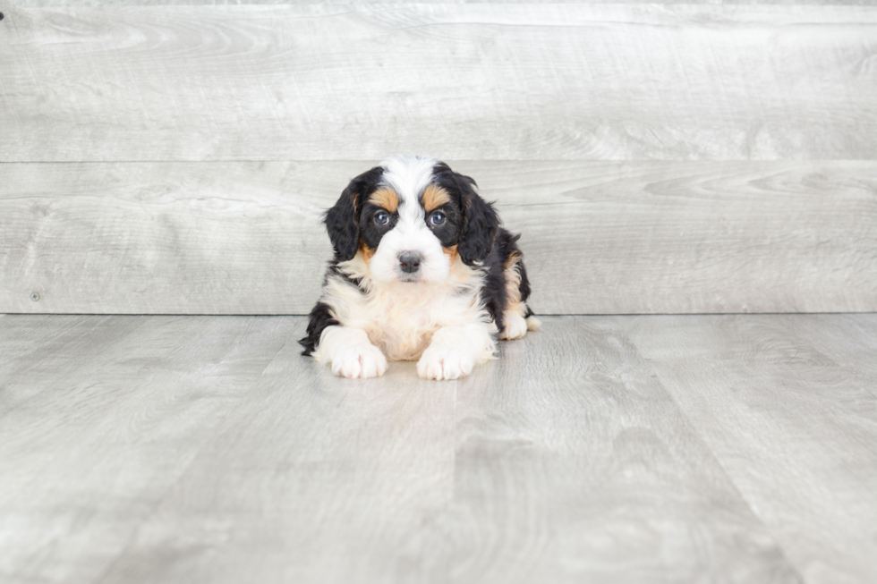 Petite Mini Bernedoodle Poodle Mix Pup