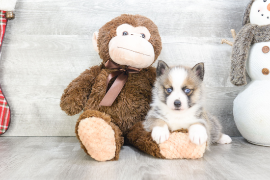 Playful Mini Husky Designer Puppy