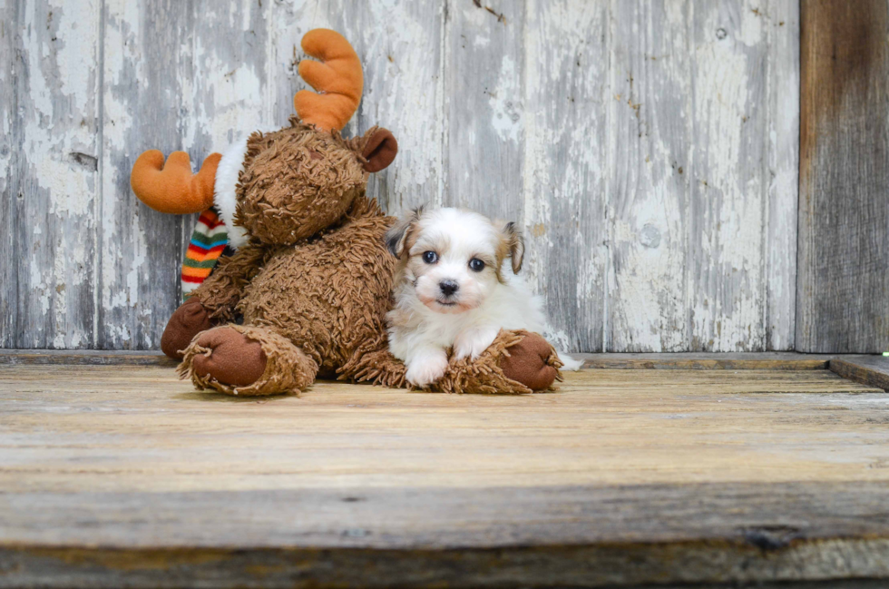 Cute Teddy Bear Baby