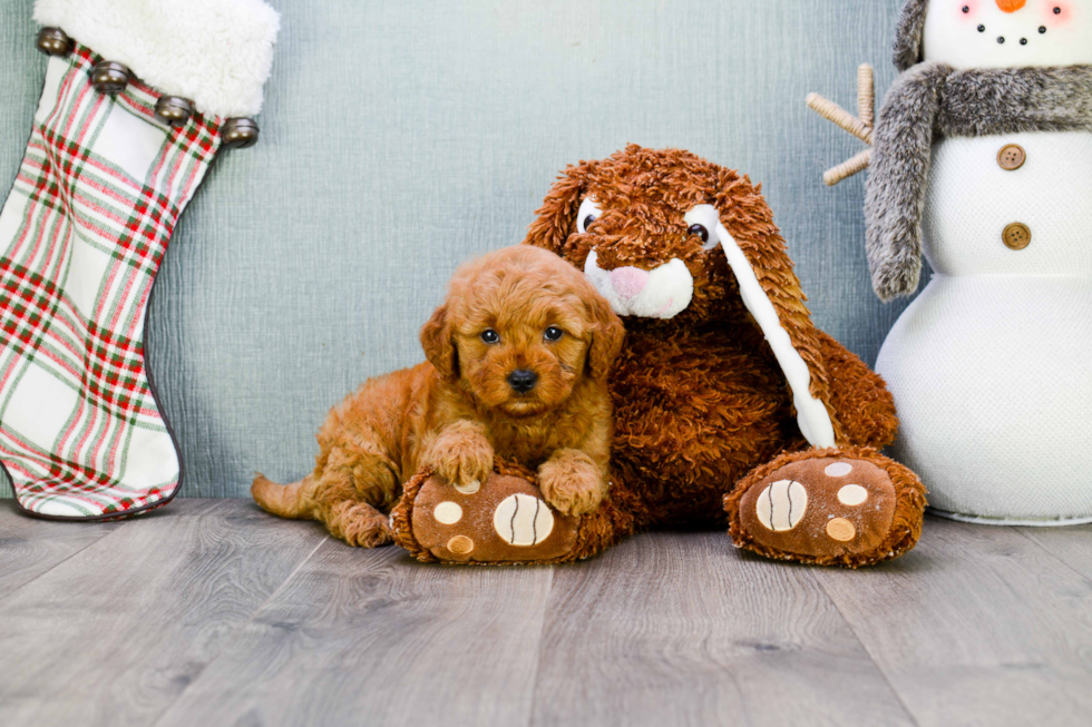 Mini Goldendoodle Pup Being Cute